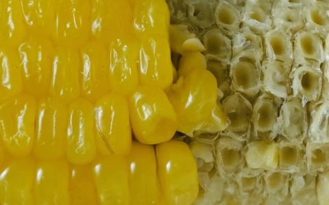 因为耳濡目染，所以从不挑食。